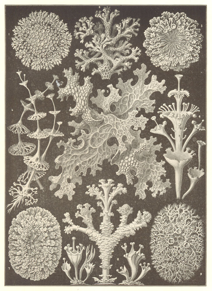 LICHENS. Parmelia steilaris Cladonia retipora olivacea perfoliata Sticta 1907